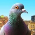 模拟鸽子(Pigeon Simulator)v13