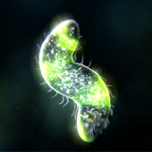 微生物的起源(Bionix)